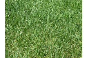 Prato-tappeto erboso con Festuca arundinacea