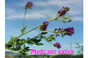 DISOPONIBILITA' ERBA MEDICA PRODUZIONE ITALIANA