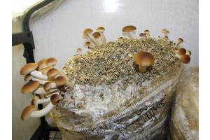 funghi fai da te naturali