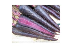 CAROTA DEEP PURPLE