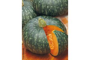 ZUCCA DELICA 