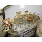 funghi fai da te naturali