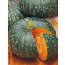 ZUCCA DELICA 